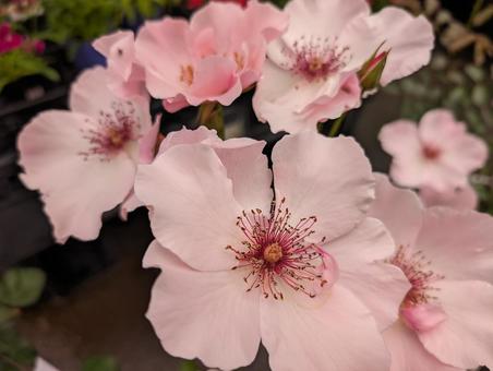 サクラ色のバラ達 薔薇,バラ,サクラ色の写真素材
