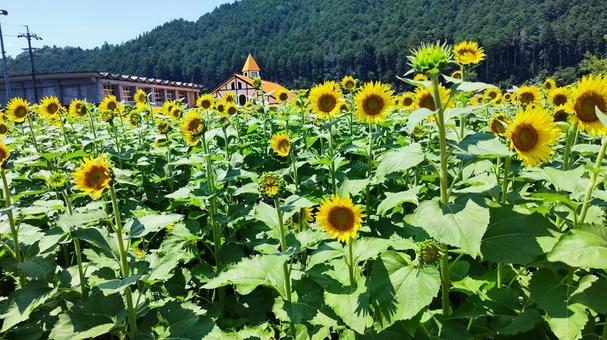 夏を抱きしめる花畑 夏を抱きしめる花畑の写真