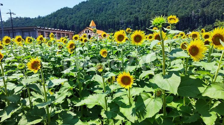 夏を抱きしめる花畑 ひまわり,洲原ひまわりの里,黄金色の花畑の写真素材