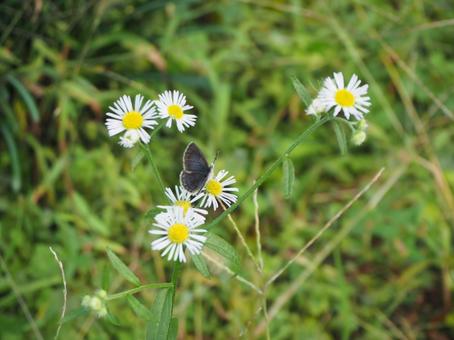路地に咲く花（ノジギク）の写真