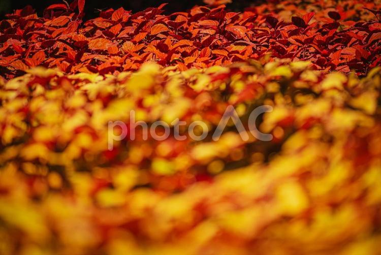 秋の森林公園に咲くコリウスの花 日本,花,秋の写真素材