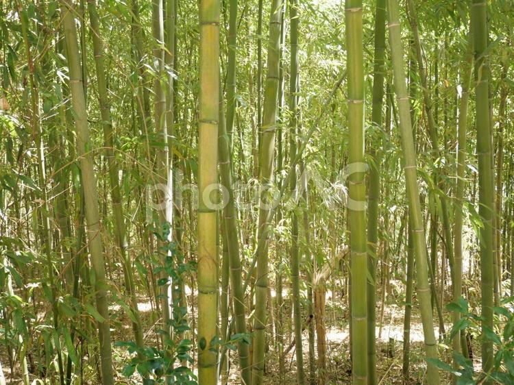 竹林の風景 竹林,自然,風景の写真素材
