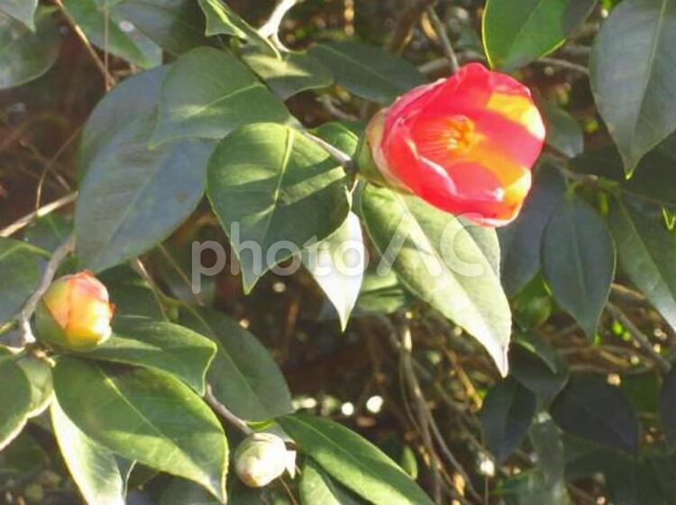 椿　　花と蕾 椿,綺麗,自然の写真素材