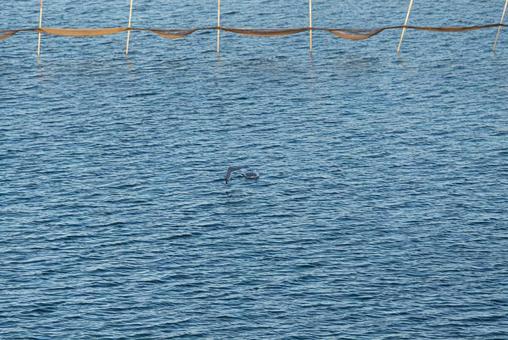 水面スレスレを飛ぶセグロカモメ 水面スレスレを飛ぶセグロカモメ セグロカモメ,渡り鳥,冬鳥の写真素材