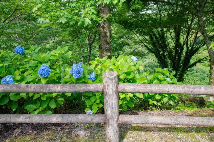 紫陽花が見える山中の風景 景色,背景,自然の写真素材