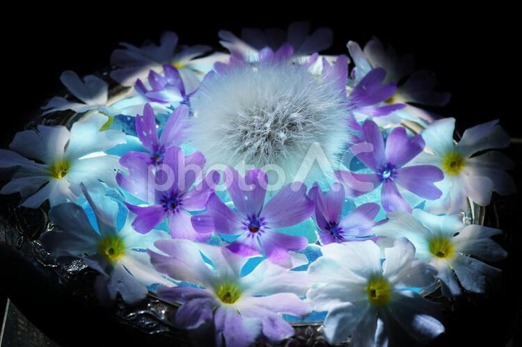 花のファンタジー　1 花,マクロ,イラスト調の写真素材