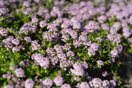 春の小花が咲くピンクの絨毯② 春の小花が咲くピンクの絨毯② 花,小花,ピンクの写真素材