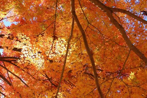 オレンジ色の紅葉 秋の風景 オレンジ色の紅葉 秋の風景の写真