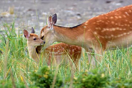 母鹿の愛 エゾシカ,鹿,母鹿の写真素材