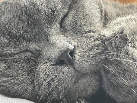 お昼寝中のブリティッシュショートヘア 猫,お昼寝,就寝の写真素材