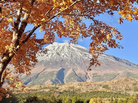 秋色に染まるモミジ越しに見る富士山 富士山,紅葉,黄葉の写真素材