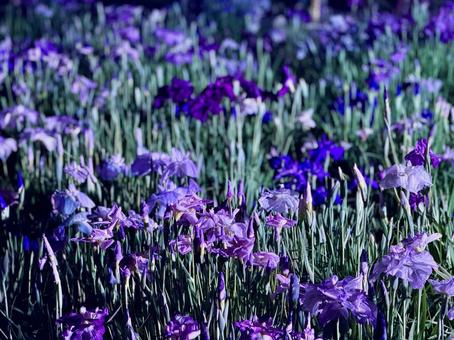 夜の堀切菖蒲園　ライトアップされる花菖蒲 堀切菖蒲園,5月,菖蒲の写真素材