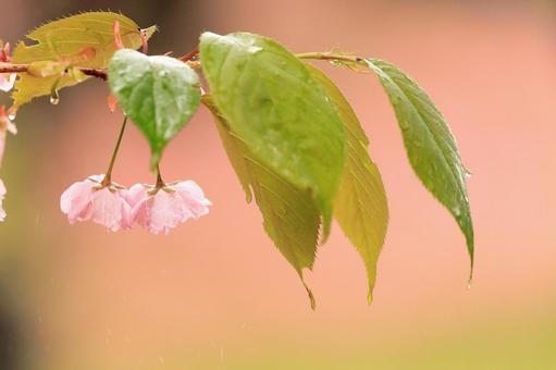 雨の桜2 雨の桜2の写真