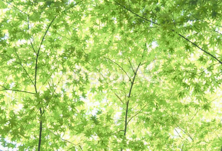 爽やかな春の新緑　芽吹き 新緑,葉,若葉の写真素材