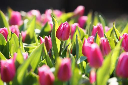 早咲きチューリップ1の写真