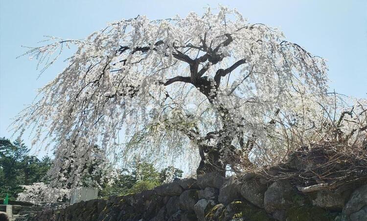 弘前 弘前城しだれ桜 桜,弘前,城の写真素材