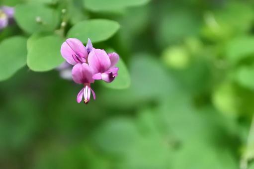 ヤマハギ ヤマハギ,ハギ,花の写真素材