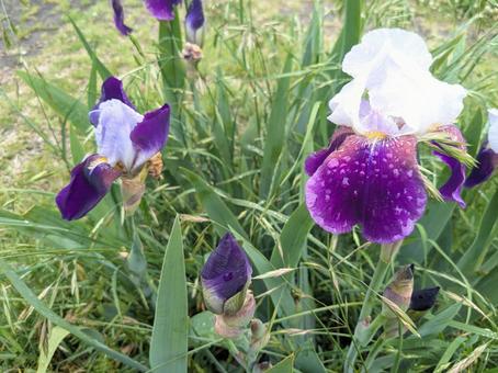 German Iris, JPG