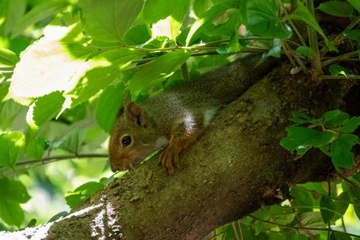 森のリス 森のリス リス,動物,森の写真素材