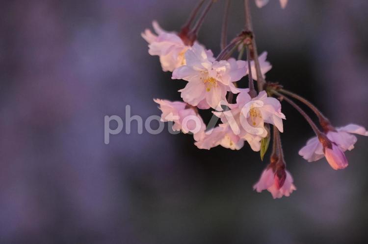 桜 桜,さくら,サクラの写真素材