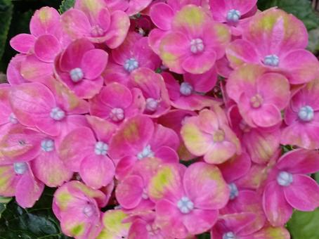 紫陽花 紫陽花の写真