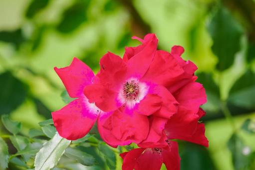 夏のバラ⑵ 夏のバラ⑵ 夏,花,バラの写真素材