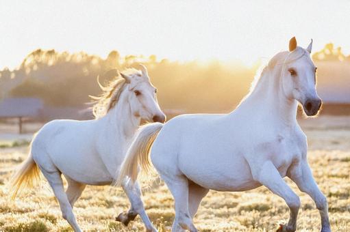朝日をバックに走る白馬の写真