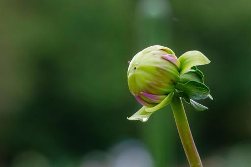 雨上がりに水滴をまとったダリアの蕾 ダリア,蕾,水滴の写真素材