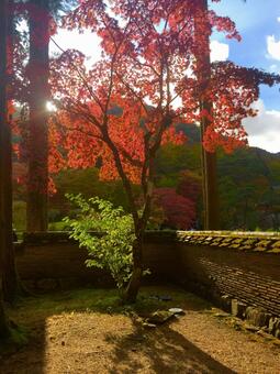 夕暮れのモミジ 植物,晴れ,赤の写真素材