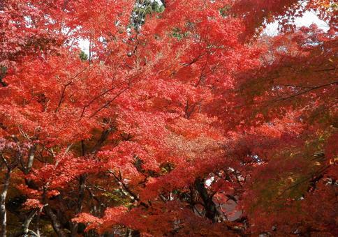 紅葉の4 紅葉の4 モミジ,赤,グラデーションの写真素材