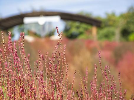秋風に染まる箒草の丘 秋風に染まる箒草の丘の写真