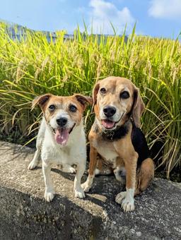 青空と稲穂とワンコ 犬,ビーグル,ジャックラッセルテリアの写真素材