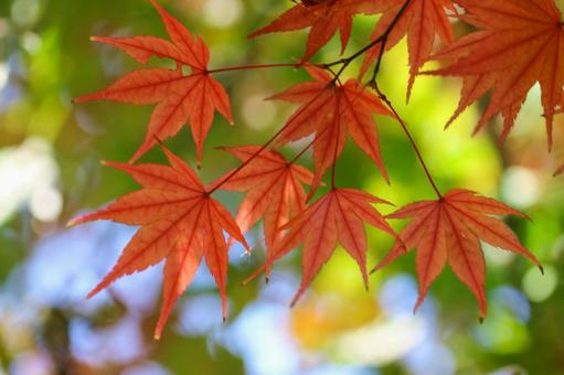 秋の気配・色づく紅葉 紅葉,秋,モミジの写真素材