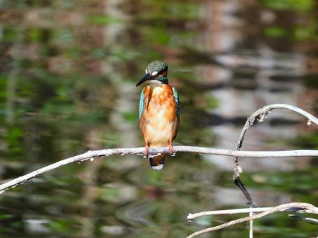 水辺の細枝にとまるカワセミ カワセミ,鳥,鳥類の写真素材