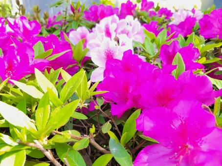 花 つつじ 202204 (4)の写真