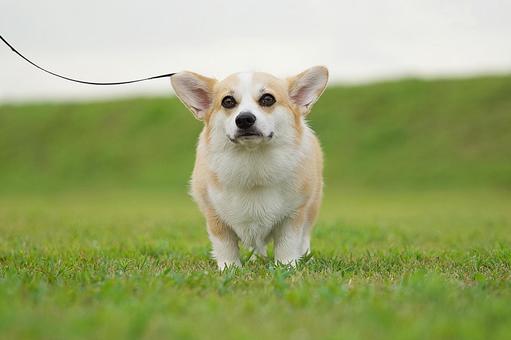 Walking Corgi (Welsh Corgi), JPG