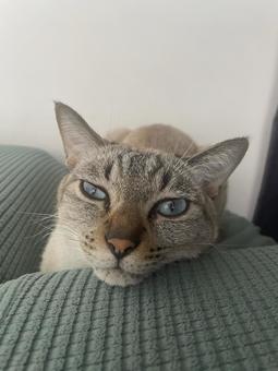 A cat trying to resist sleepiness, JPG A cat trying to resist sleepiness, JPG