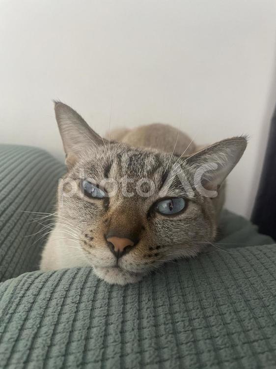 眠いのを我慢する猫 ねこ,可愛い,眠たいの写真素材