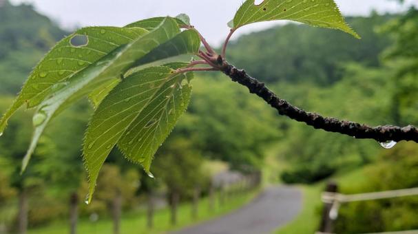雫きらめく葉、静寂の小道 葉っぱ,緑,新緑の写真素材