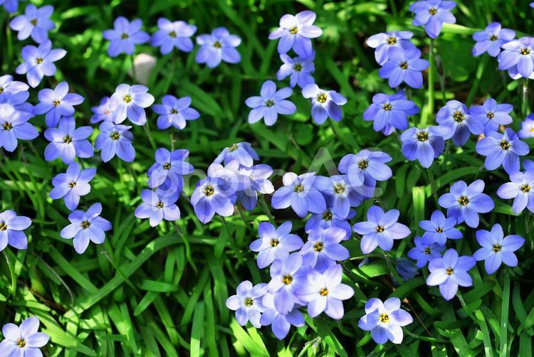 木陰の花もきれい 花,春,植物の写真素材
