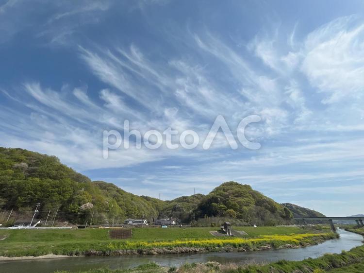 【花の写真】菜の花が咲く風景 菜の花,なのはな,アブラナの写真素材