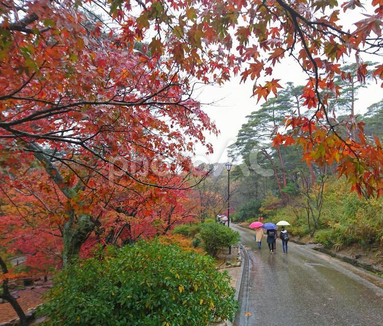 雨降りしきる紅葉 紅葉,雨,秋の写真素材