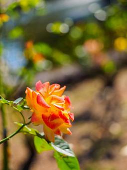 薔薇の花 薔薇の花の写真