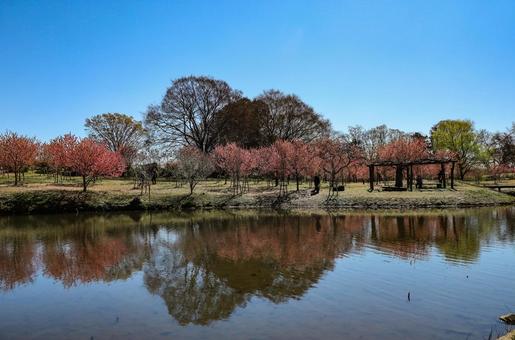 古河公方公園の桃の木 古河公方公園の桃の木 桃木,モモの木,桃色の写真素材