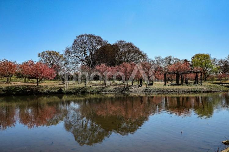 古河公方公園の桃の木 桃木,モモの木,桃色の写真素材