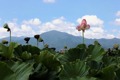 Photo, lotus, a lotus, pink flowers, 