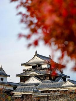 松山城 松山城 秋,松山城,松山市の写真素材