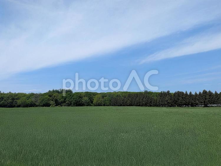 北海道　十勝の春の大地 北海道,十勝,春の写真素材