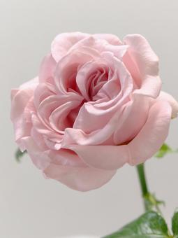 ピンク色のバラの花 ピンク色のバラの花 花,バラ,植物の写真素材