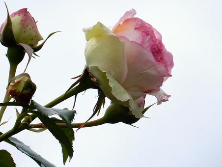 【薔薇の写真】バラの花 【薔薇の写真】バラの花の写真